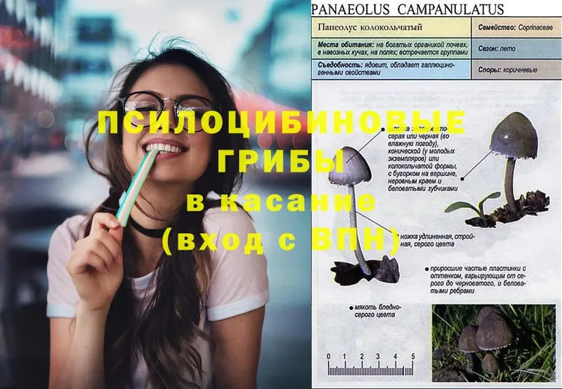 Псилоцибиновые грибы Psilocybe  что такое   Ардатов 